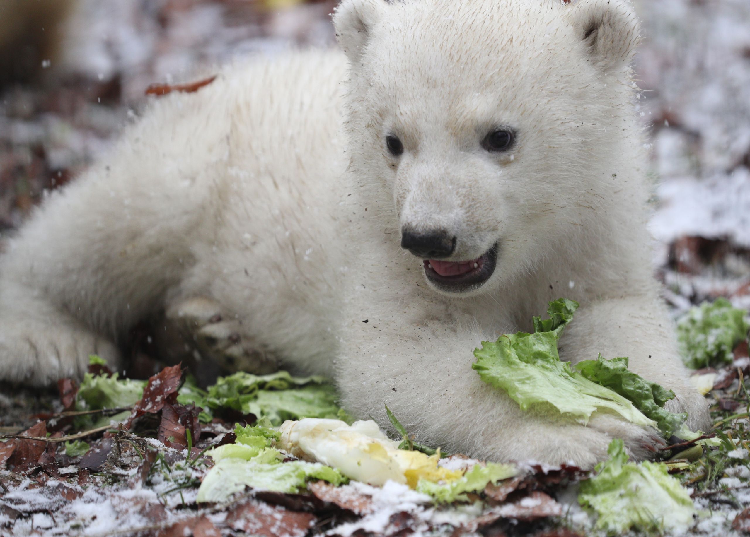 Zoo Grand Format L Ourse Nanuq A Fete Ses 4 Ans